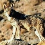 رها سازی گرگ های پلاک دار در خراسان جنوبی تکذیب شد
